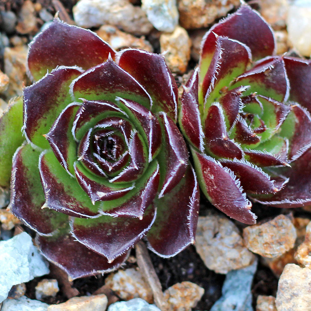 Sempervivum heuffelii 'Henri Correvon'