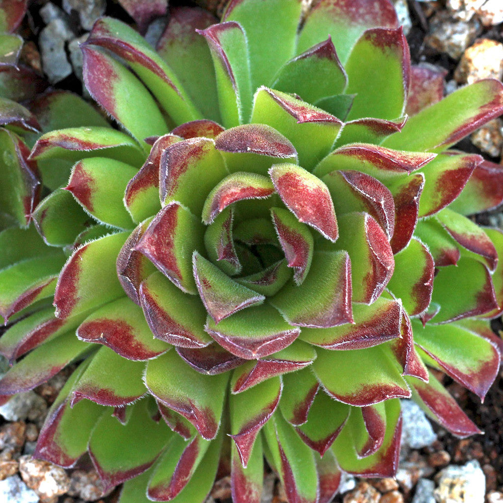 Sempervivum heuffelii 'Henri Correvon'