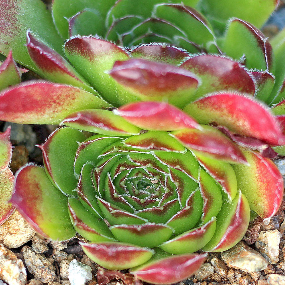 Sempervivum heuffelii 'Henri Correvon'