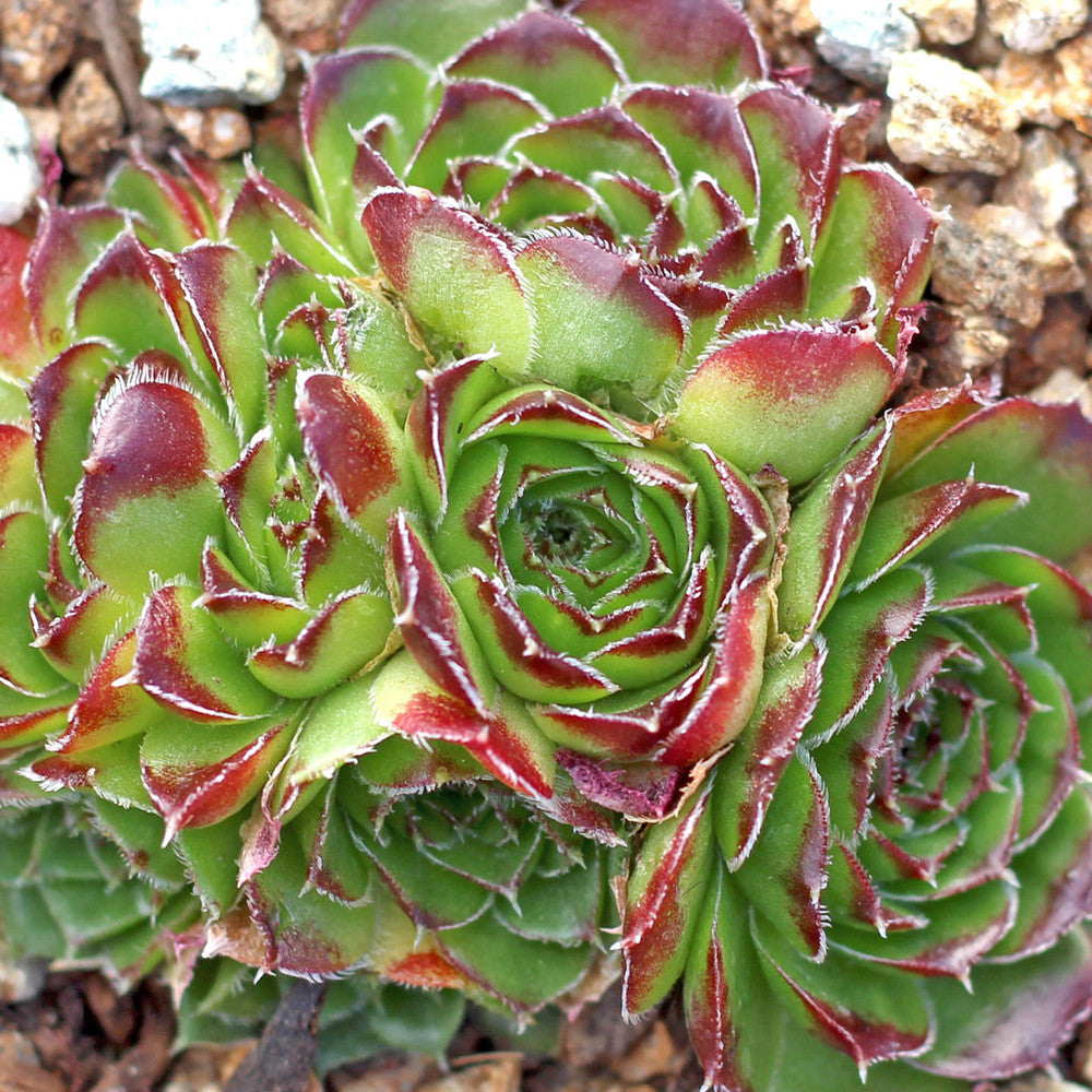 Sempervivum heuffelii 'Henri Correvon'