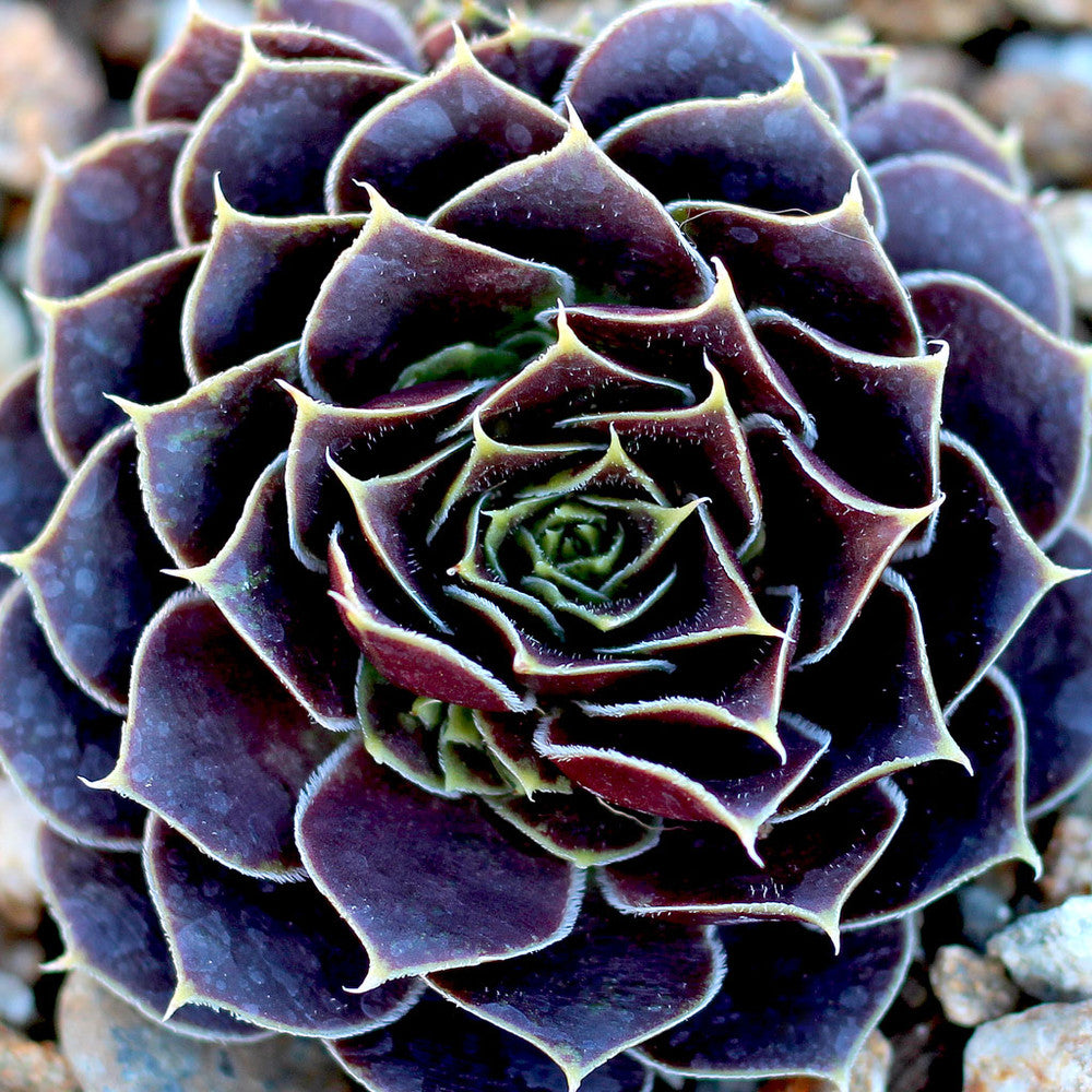 Sempervivum heuffelii 'Irene' [exclusive]