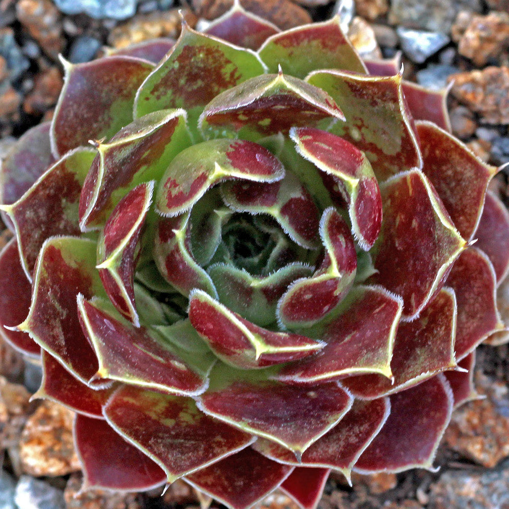 Sempervivum heuffelii 'Irene' [exclusive]