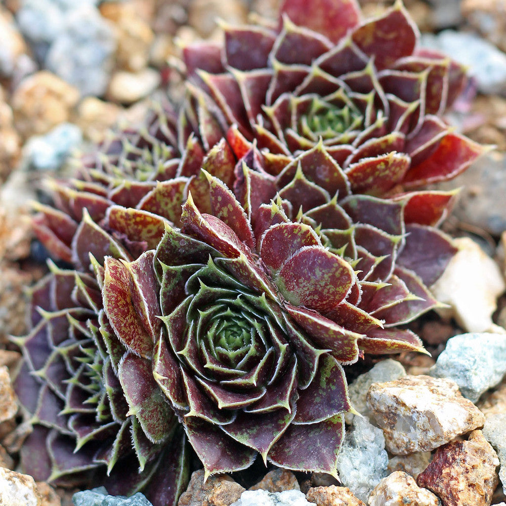 Sempervivum heuffelii 'Irene' [exclusive]