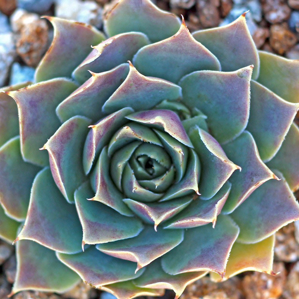 Sempervivum heuffelii 'Jade'