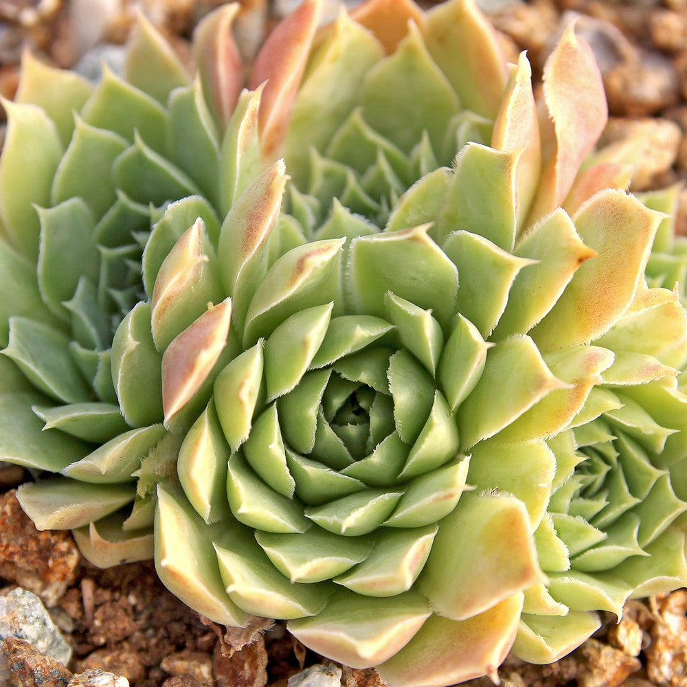 Sempervivum heuffelii 'Jade'