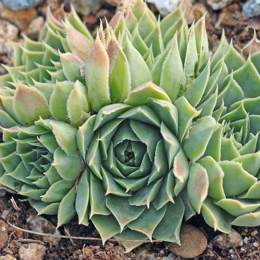 Sempervivum heuffelii 'Jade'