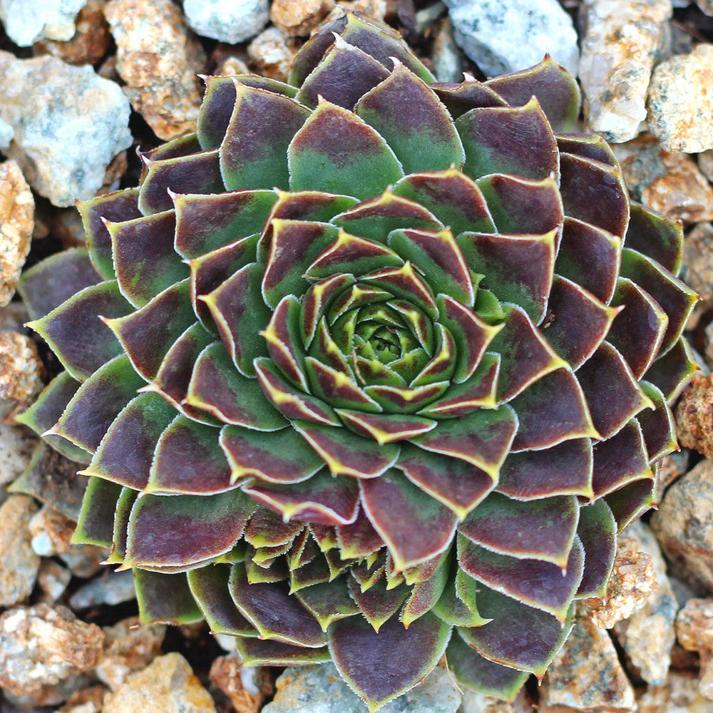 Sempervivum heuffelii 'Jakupica'