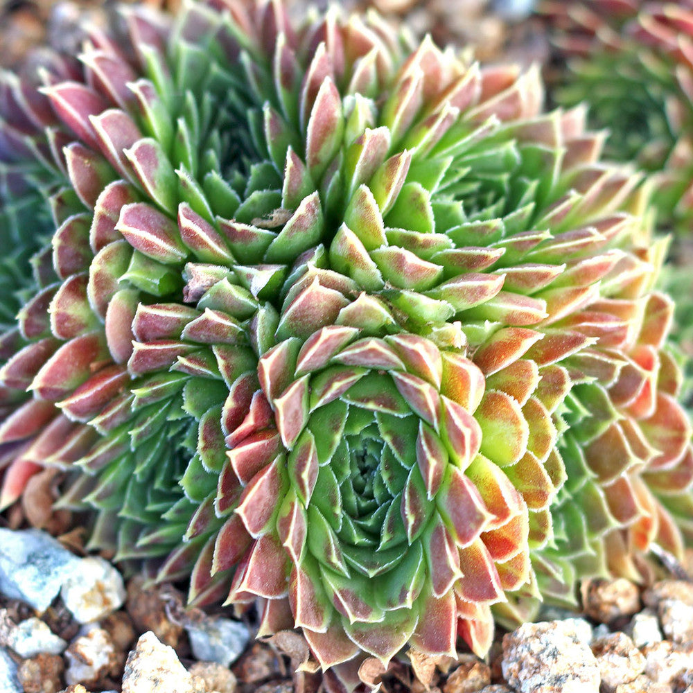Sempervivum heuffelii 'Jakupica'