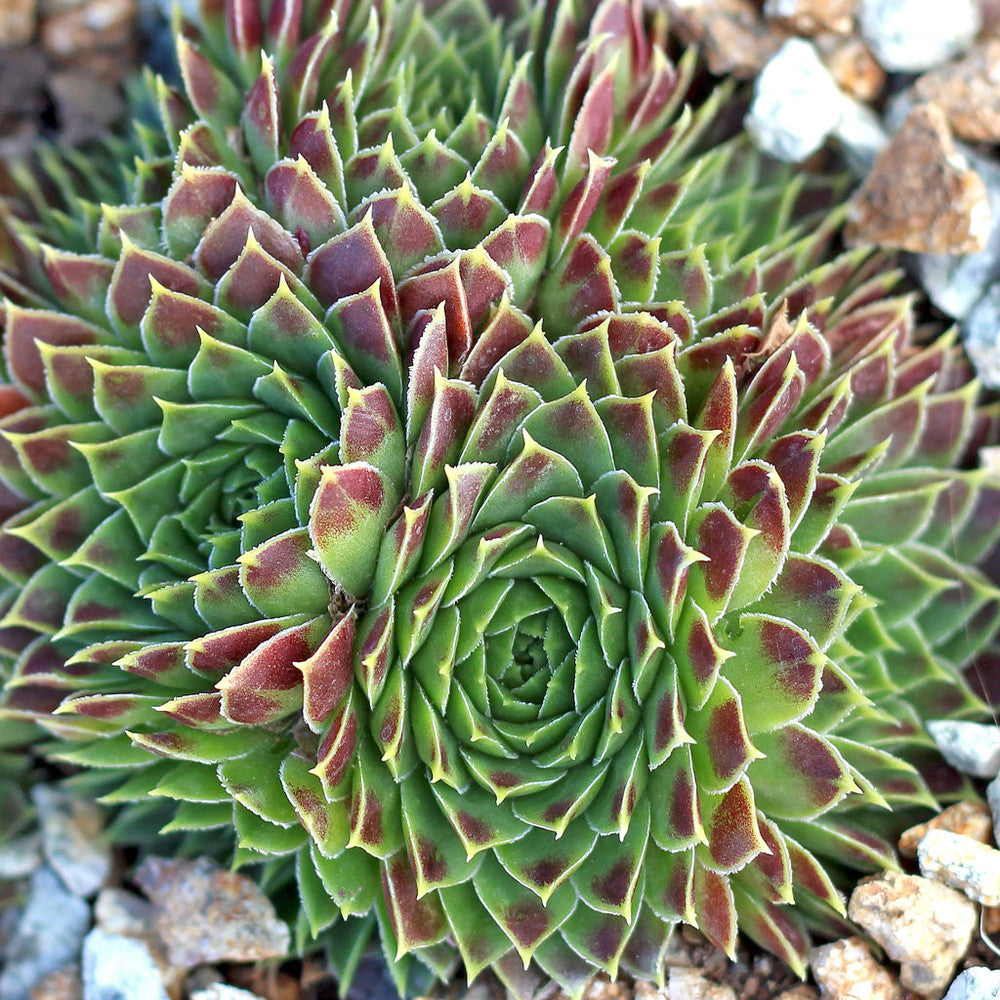 Sempervivum heuffelii 'Jakupica'