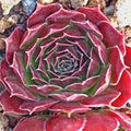 Sempervivum heuffelii 'Musketeer'