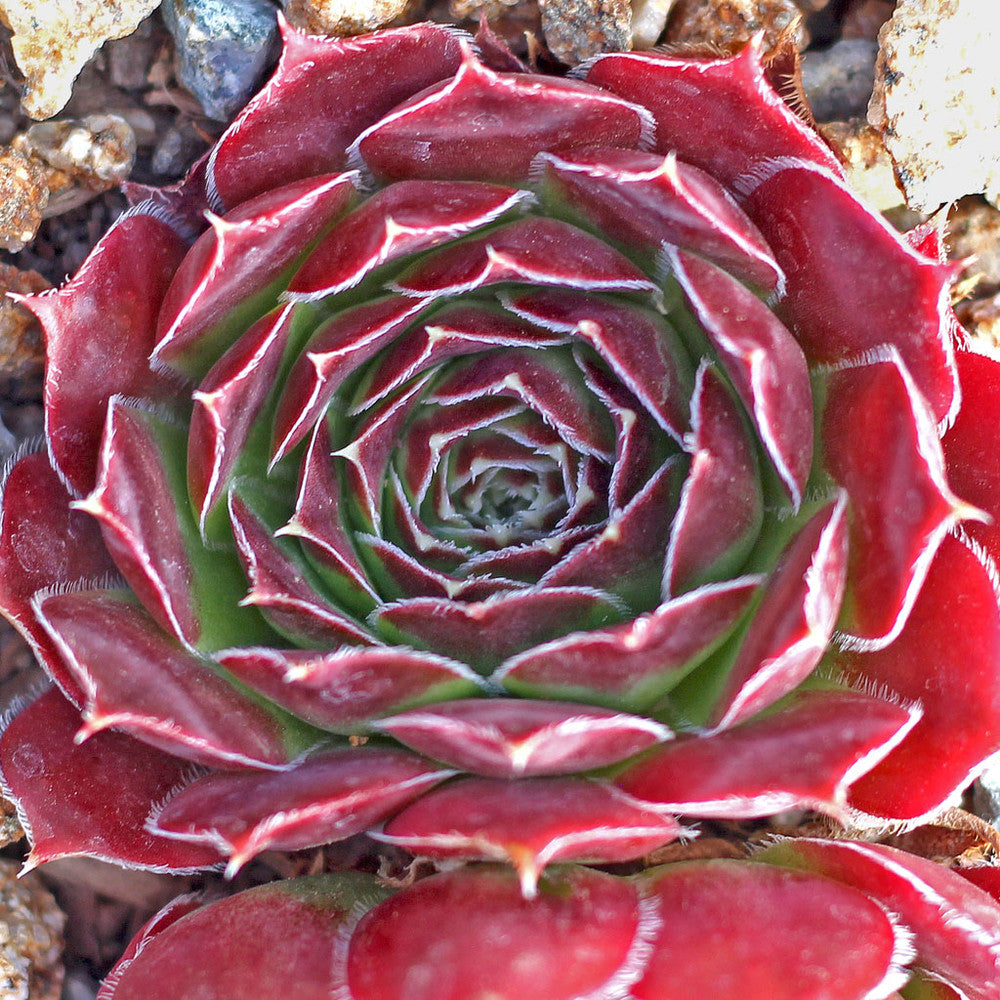 Sempervivum heuffelii 'Musketeer'