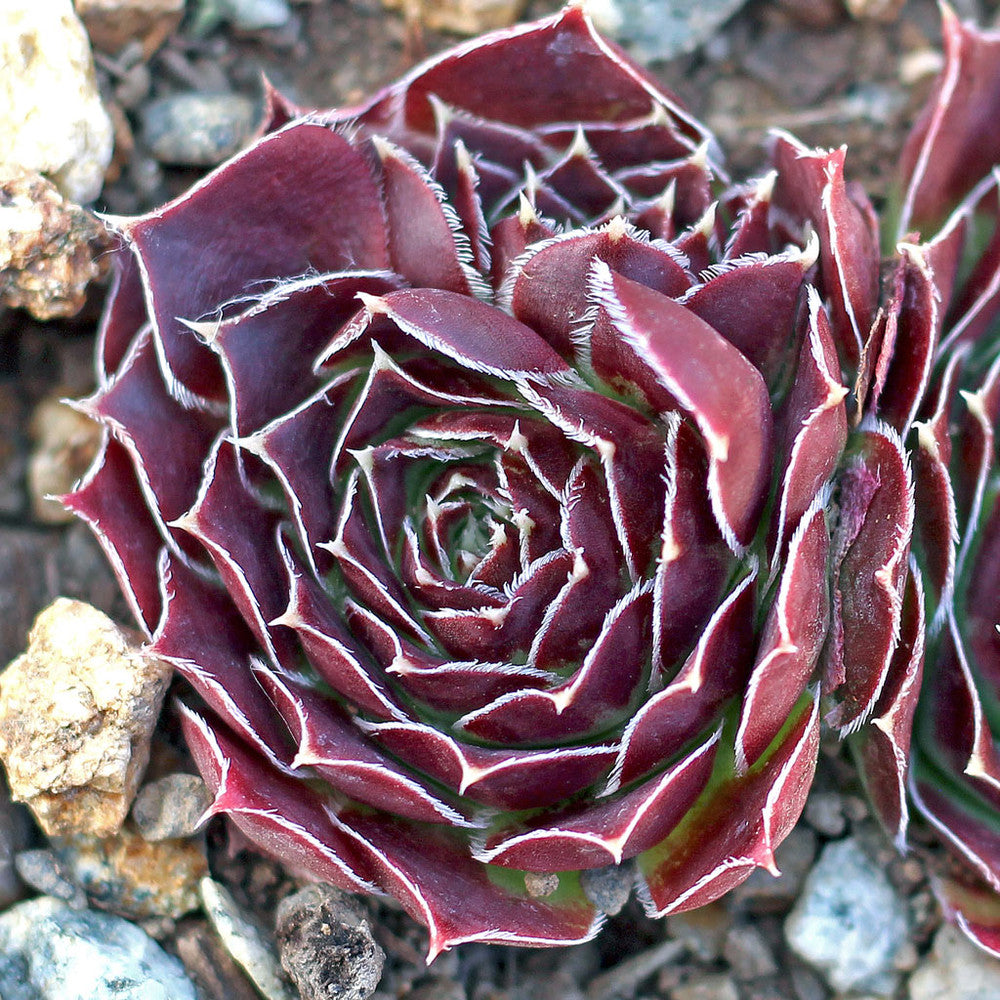 Sempervivum heuffelii 'Musketeer'