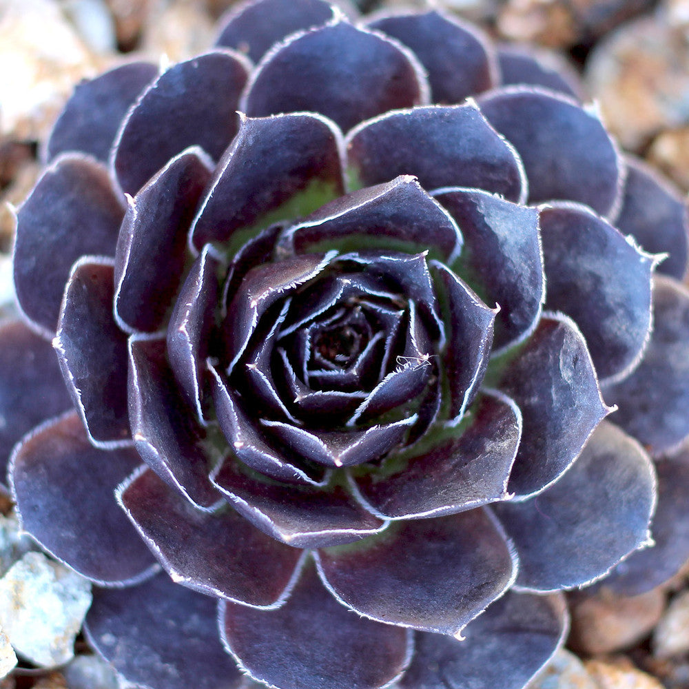 Sempervivum heuffelii 'Mystique'