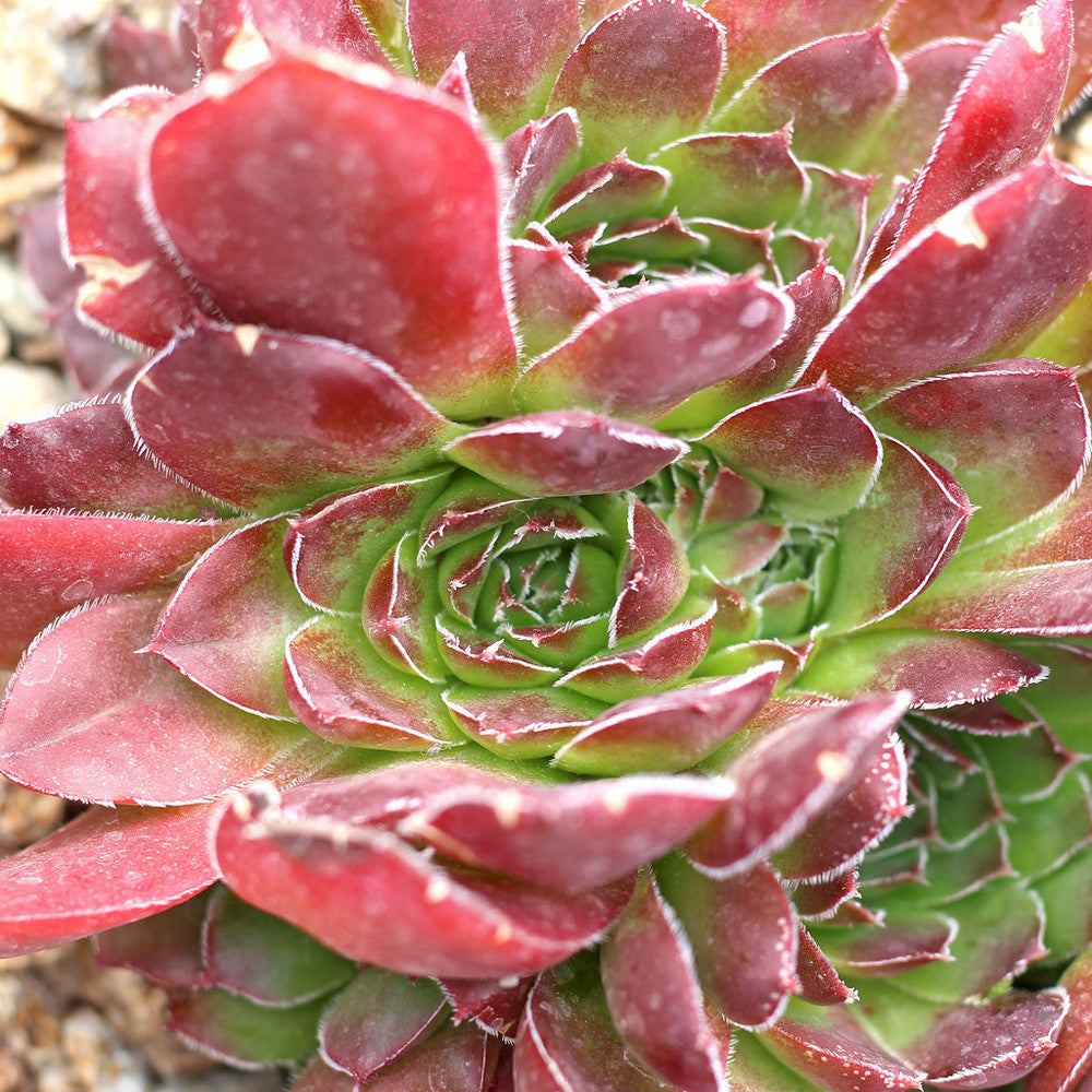 Sempervivum heuffelii 'Mystique'