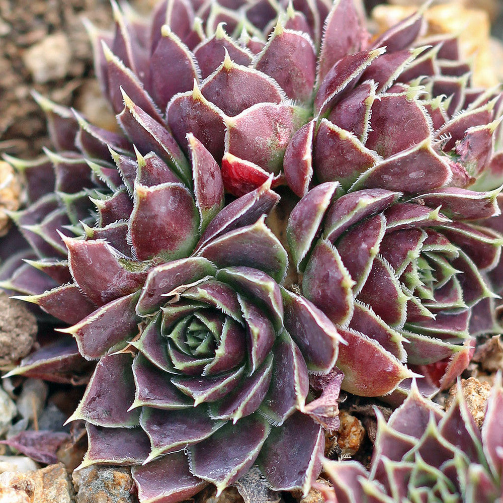 Sempervivum heuffelii 'Mystique'