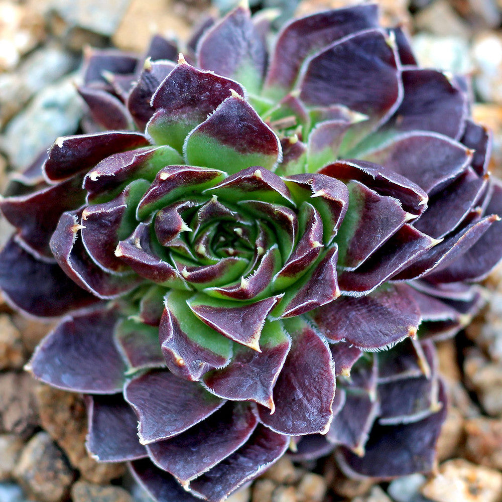 Sempervivum heuffelii 'Passat'