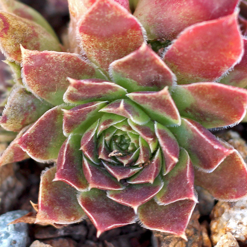 Sempervivum heuffelii 'Passat'