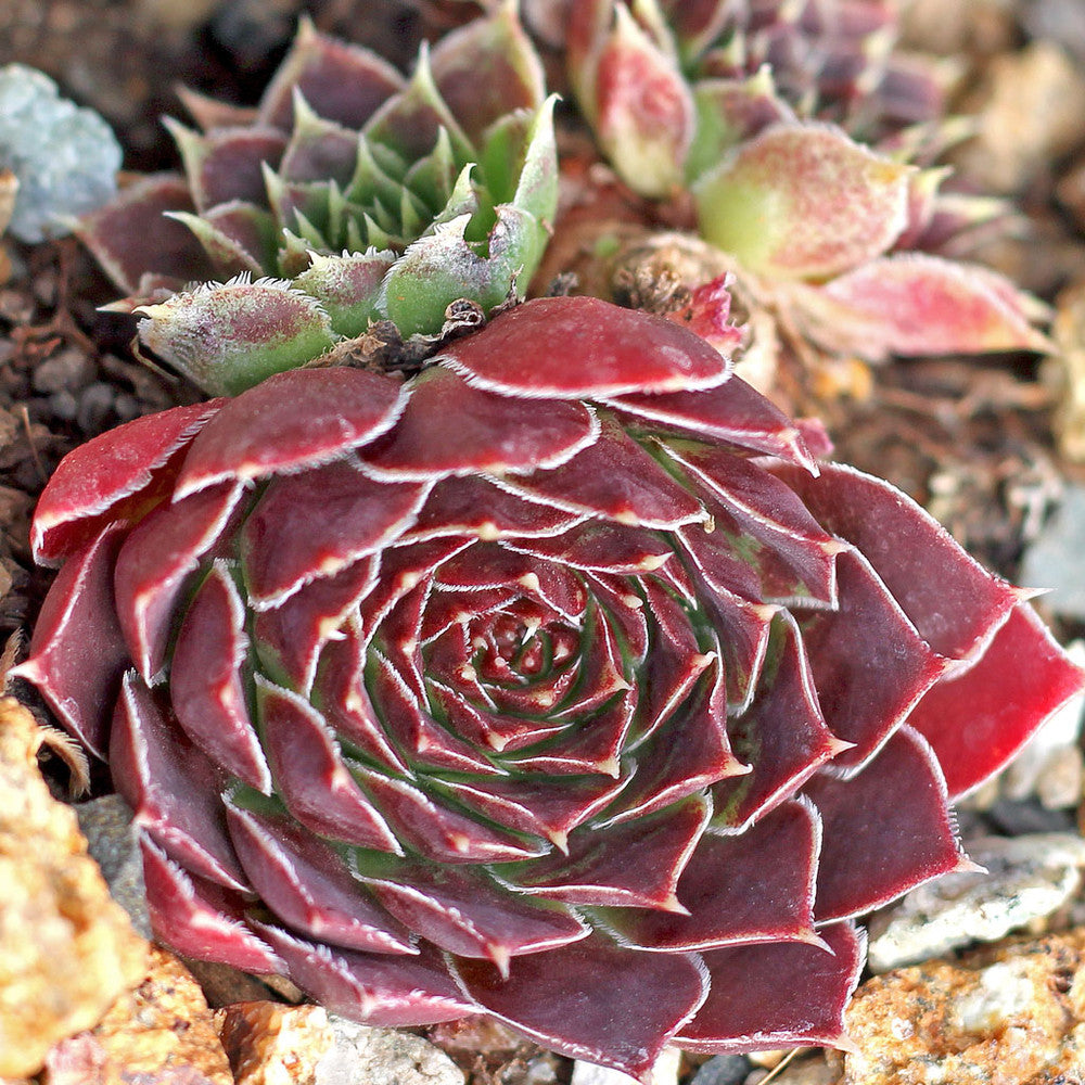 Sempervivum heuffelii 'Passat'