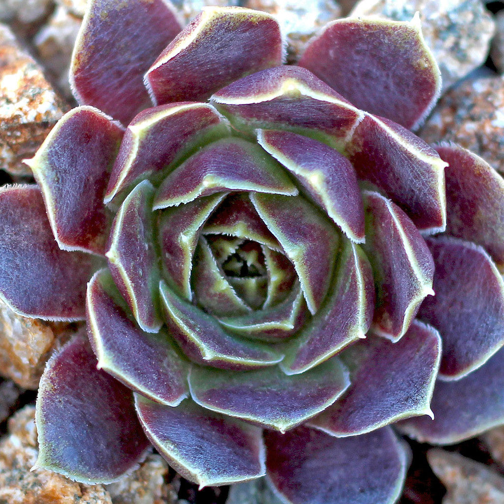 Sempervivum heuffelii 'Pink Skies'