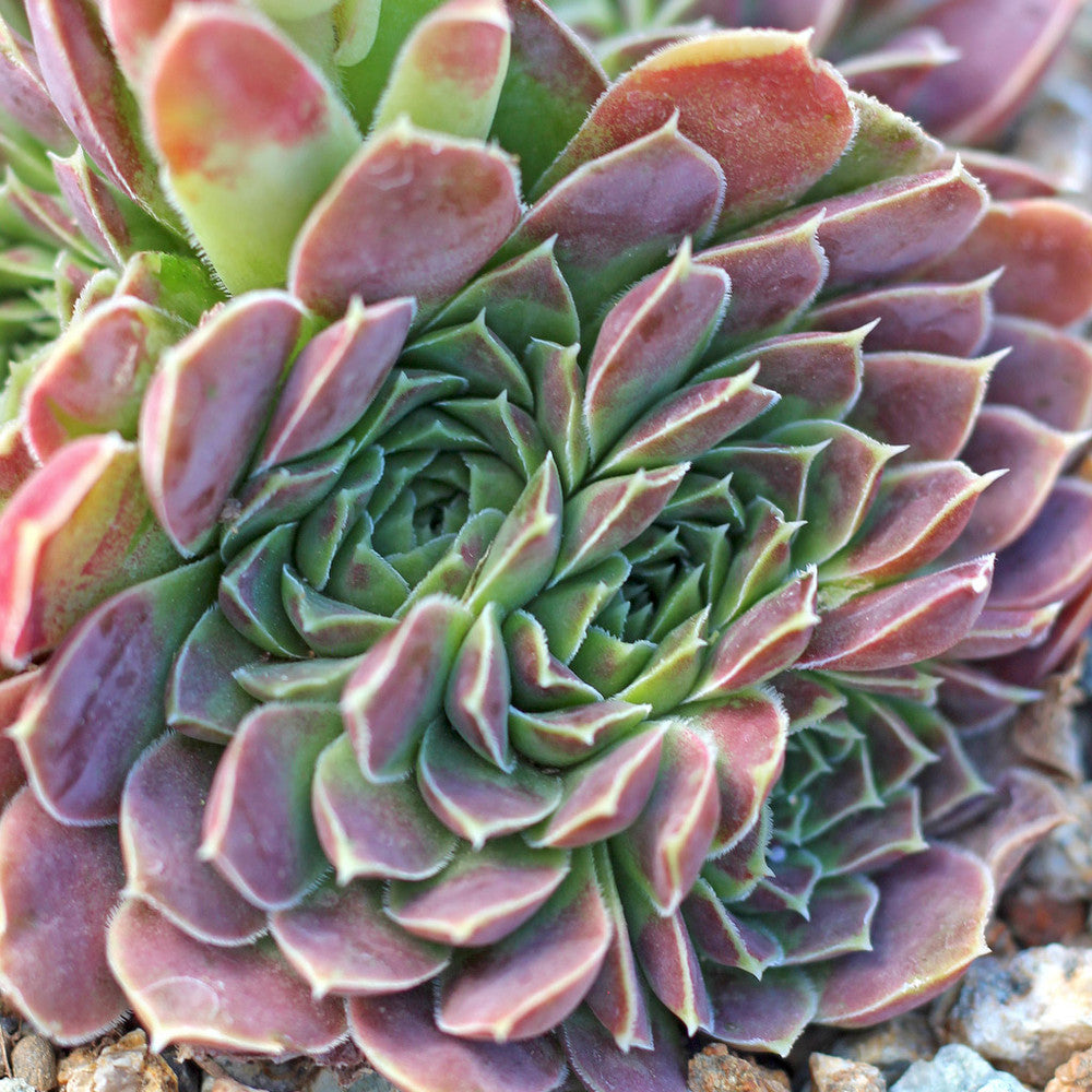 Sempervivum heuffelii 'Pink Skies'