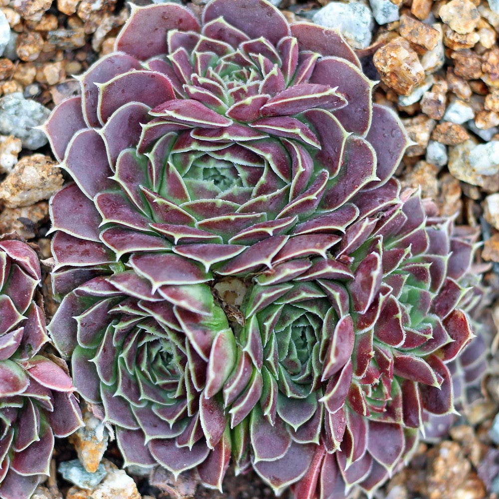 Sempervivum heuffelii 'Pink Skies'