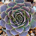 Sempervivum heuffelii 'Purple Haze'