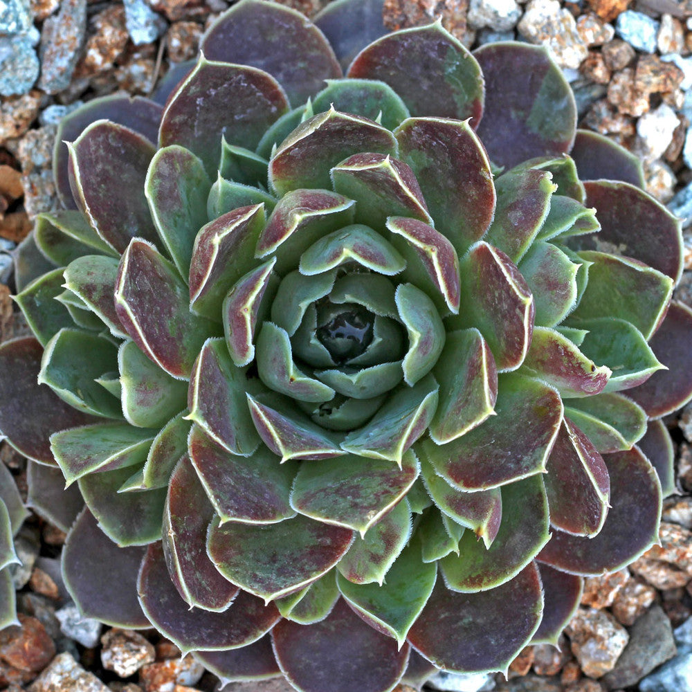 Sempervivum heuffelii 'Purple Haze'