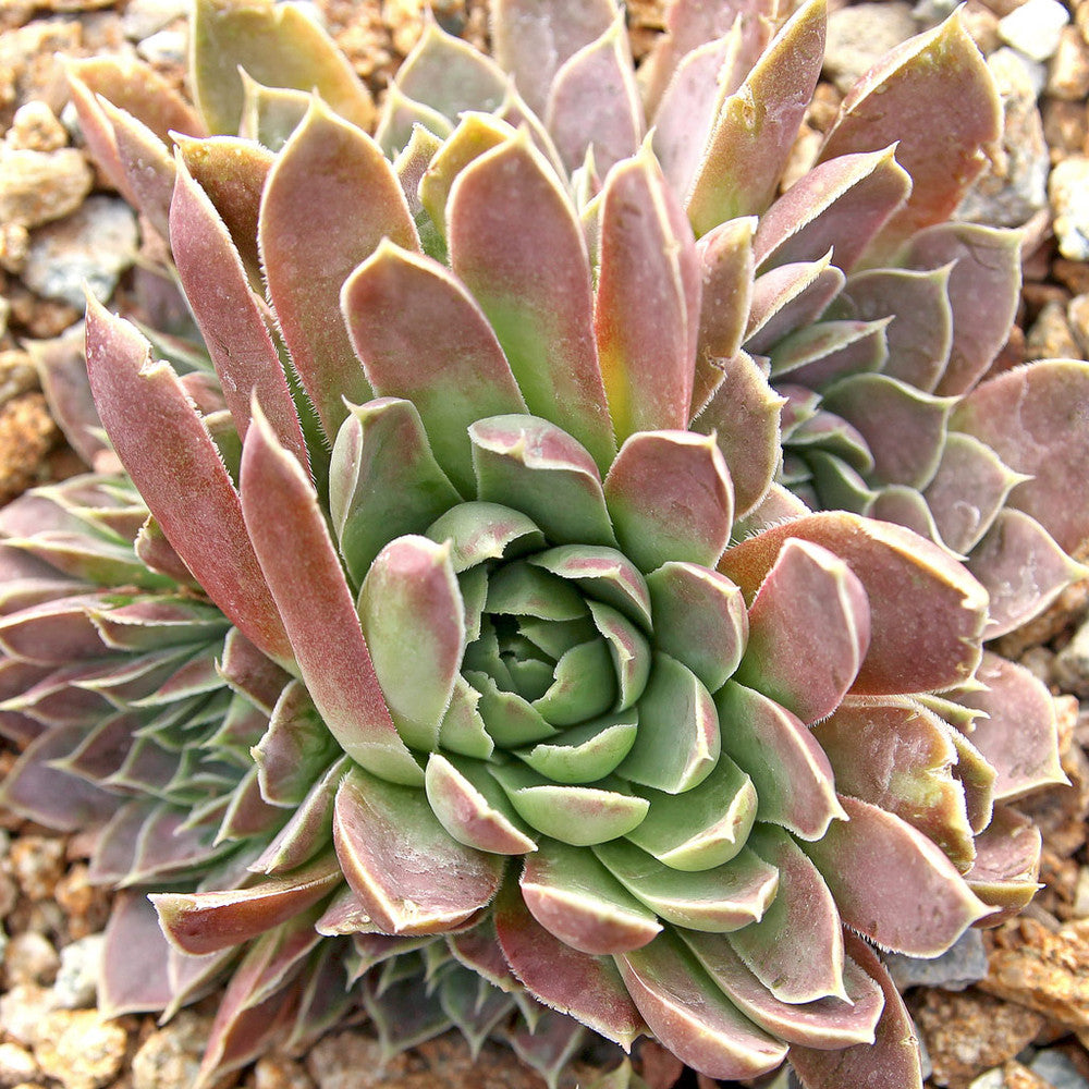Sempervivum heuffelii 'Purple Haze'