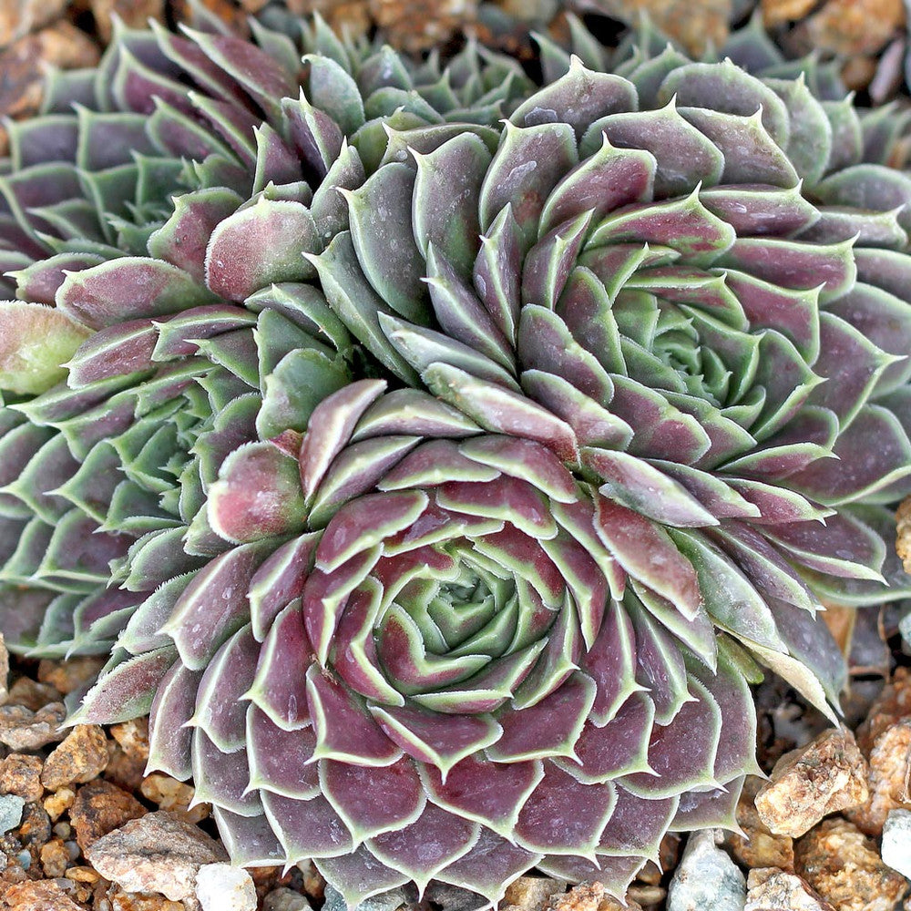 Sempervivum heuffelii 'Purple Haze'