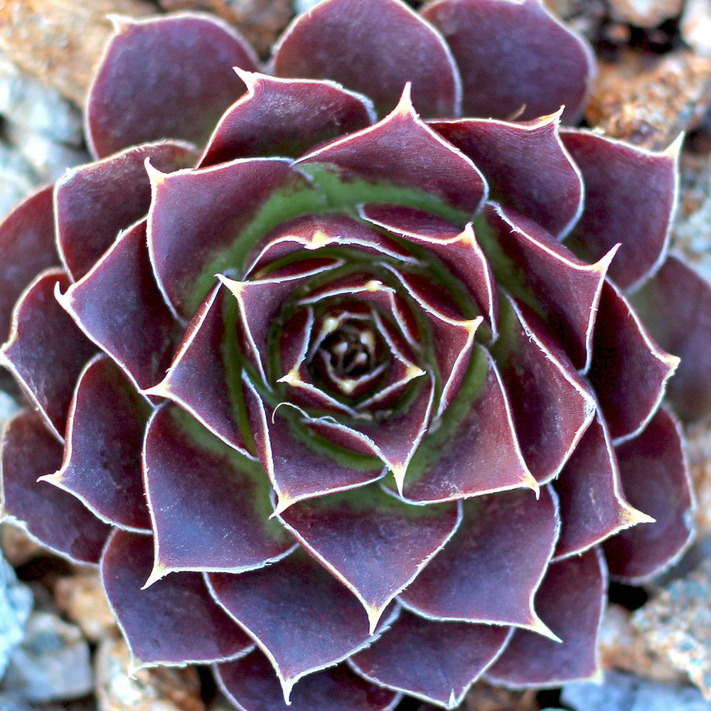 Sempervivum heuffelii 'Torrid Zone'