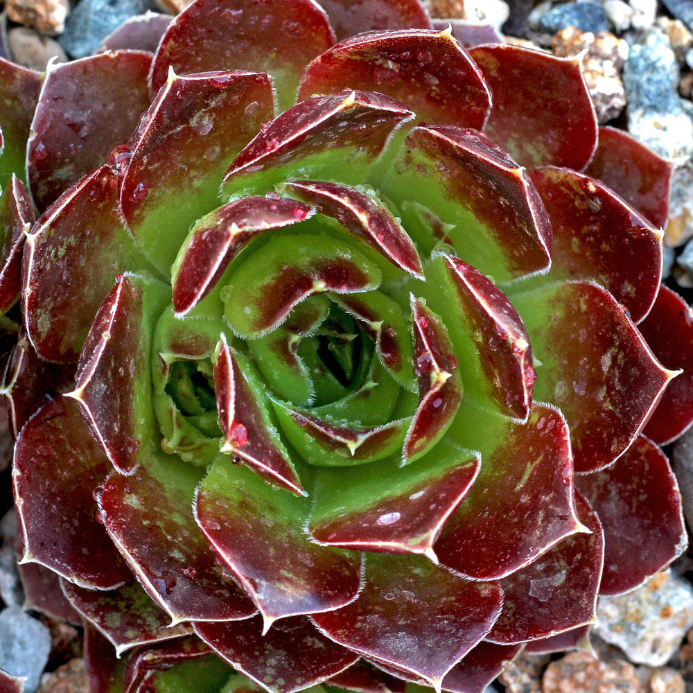 Sempervivum heuffelii 'Torrid Zone'