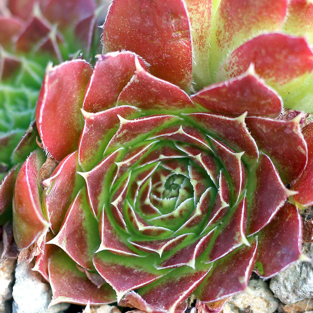 Sempervivum heuffelii 'Torrid Zone'