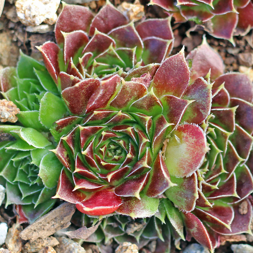 Sempervivum heuffelii 'Torrid Zone'