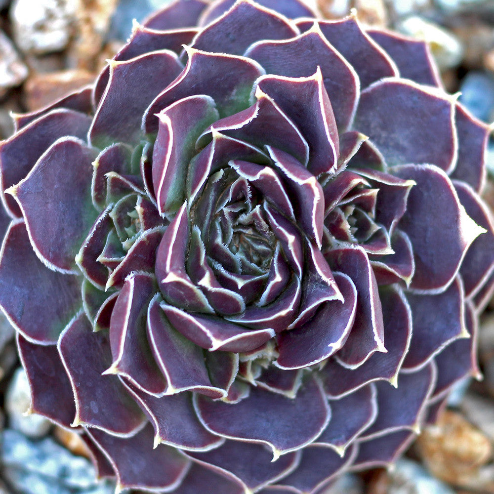Sempervivum heuffelii 'Violet'