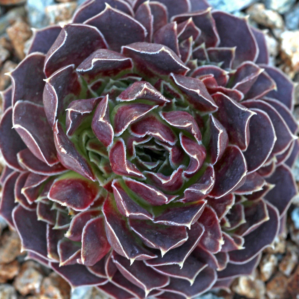 Sempervivum heuffelii 'Violet'