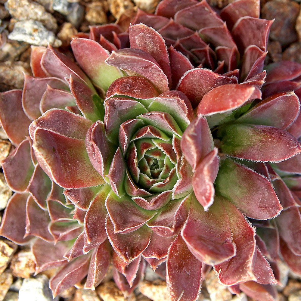 Sempervivum heuffelii 'Violet'
