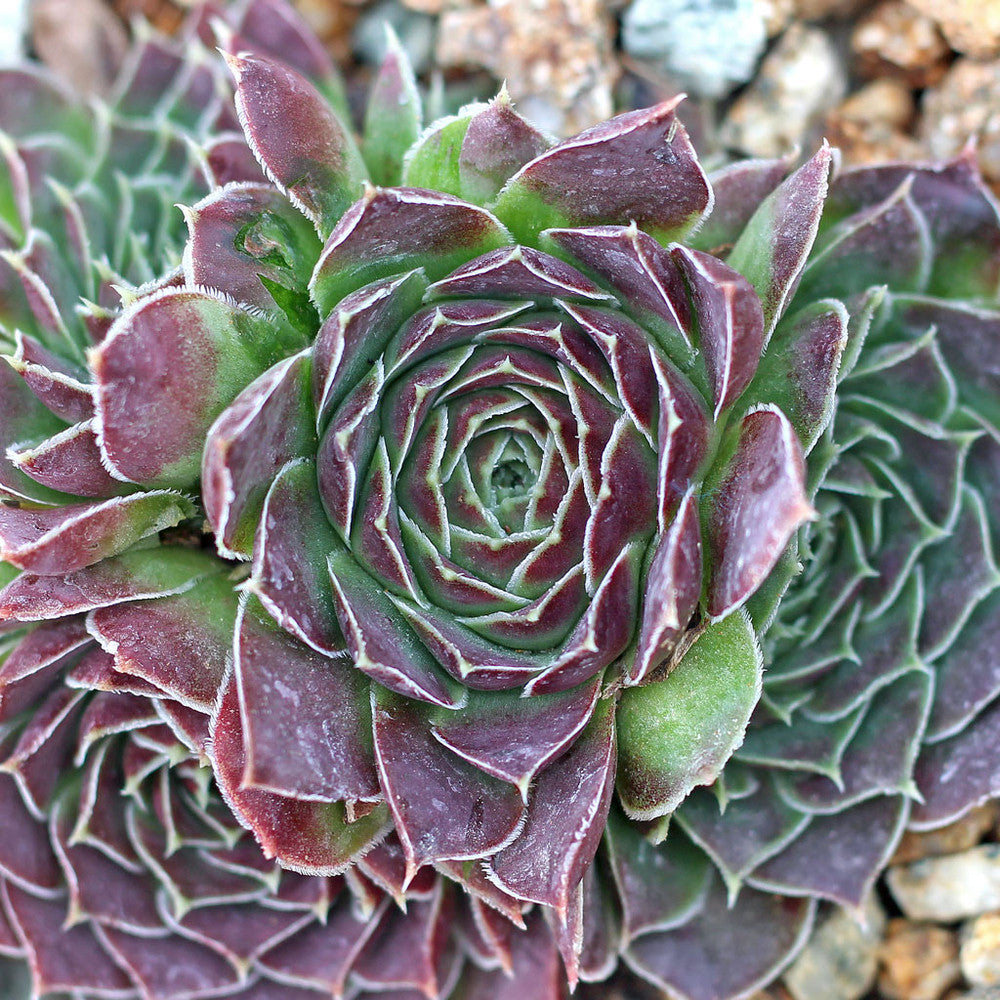 Sempervivum heuffelii 'Violet'