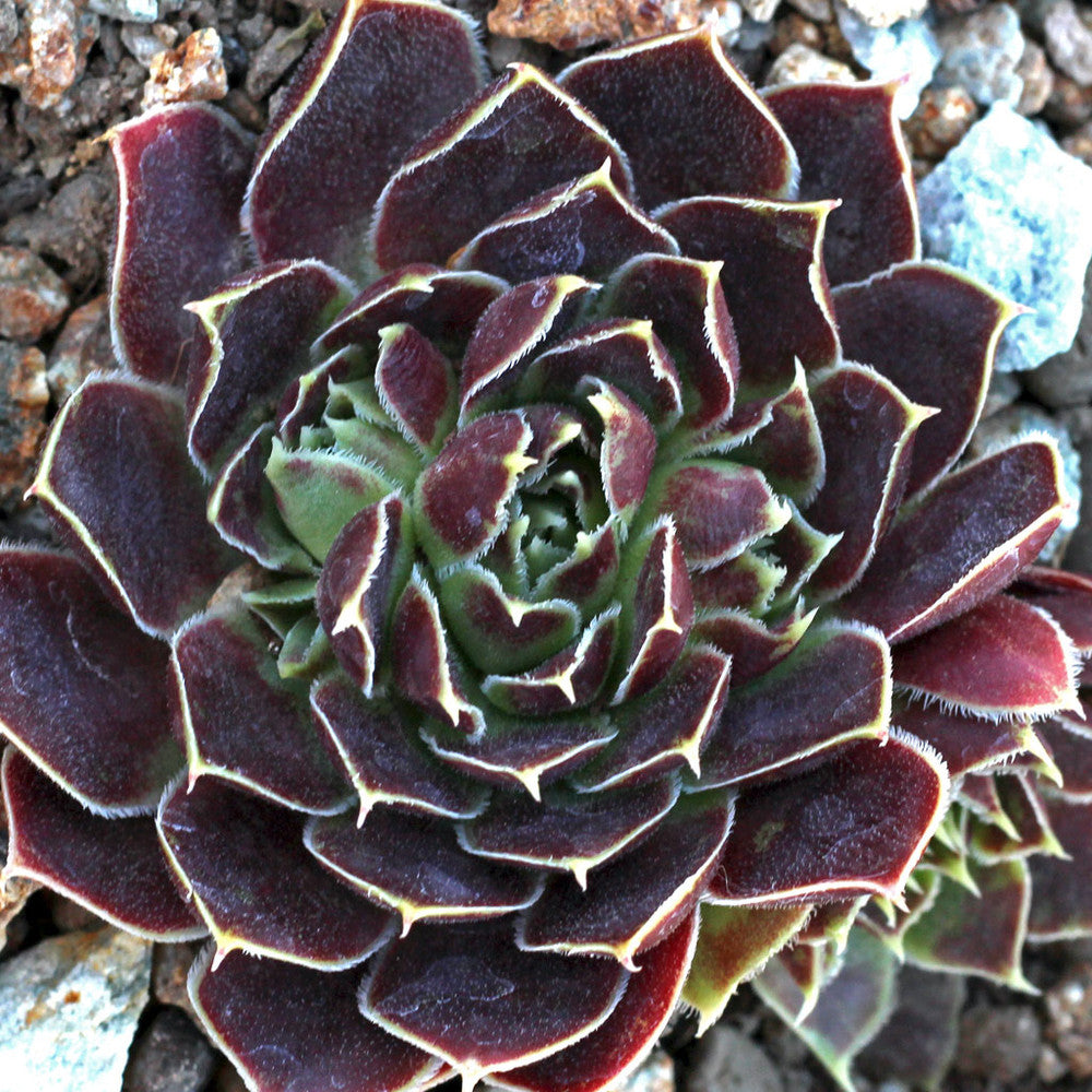 Sempervivum heuffelii 'Worstiana'