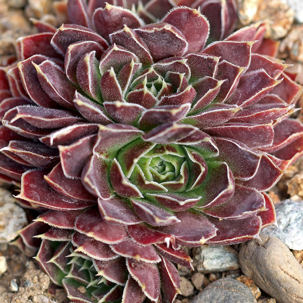 Sempervivum heuffelii 'Worstiana'