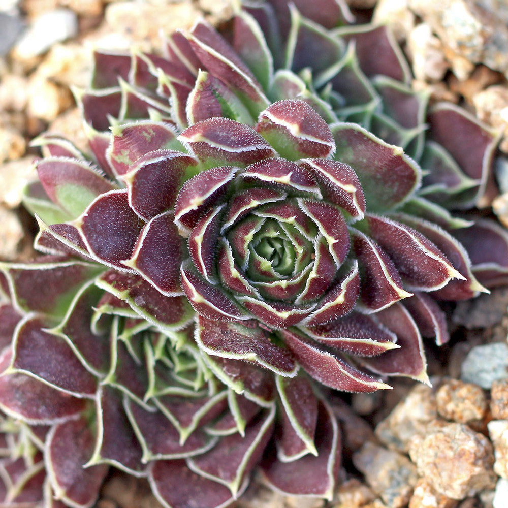 Sempervivum heuffelii 'Worstiana'