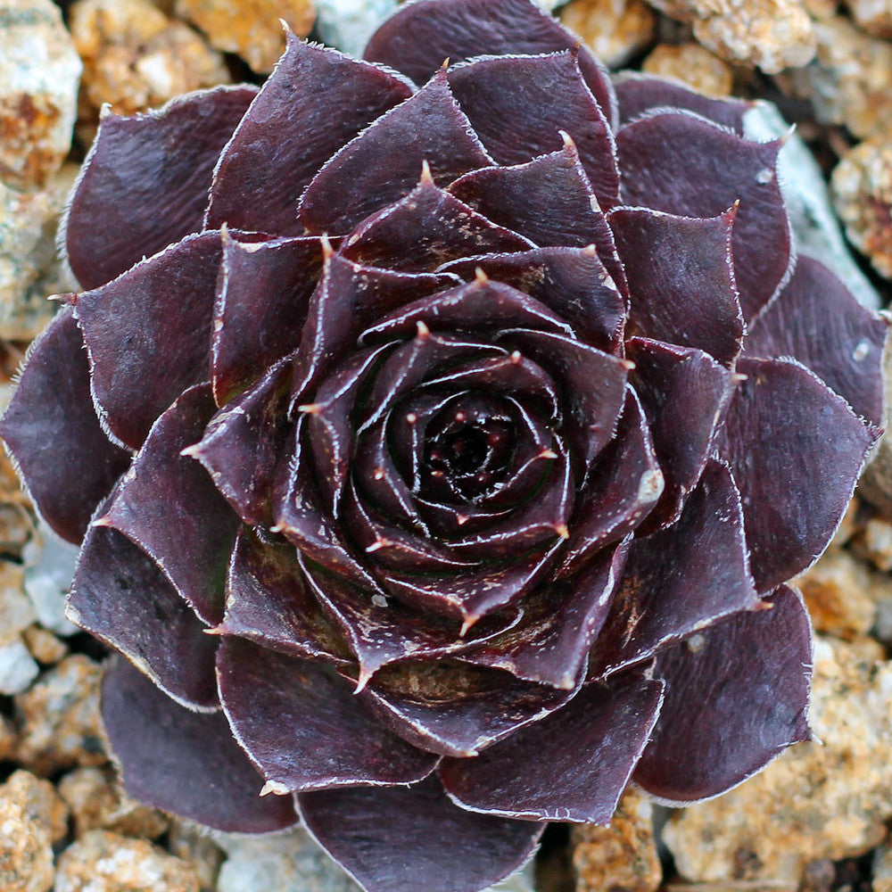 Sempervivum heuffelii 'Wotan'