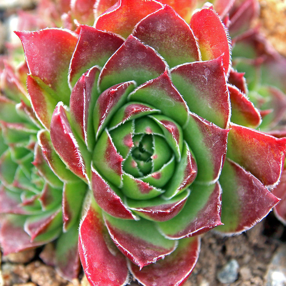Sempervivum heuffelii 'Wotan'