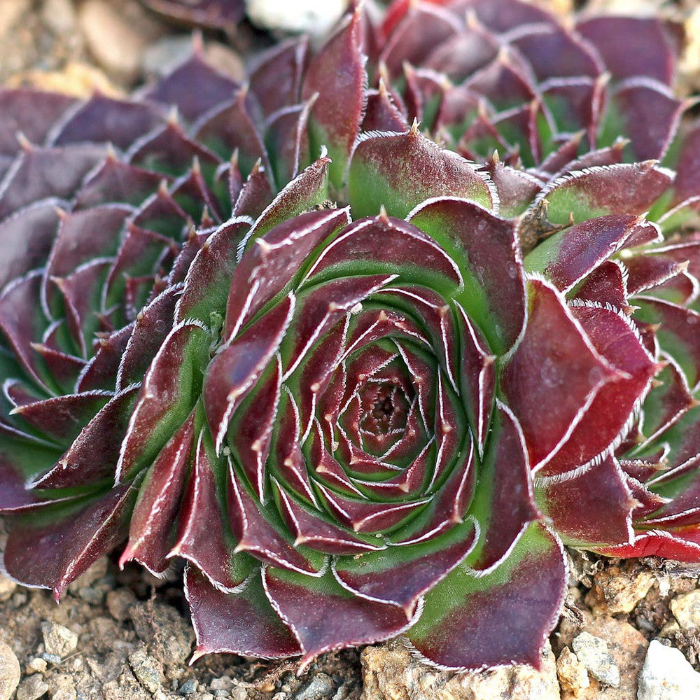 Sempervivum heuffelii 'Wotan'
