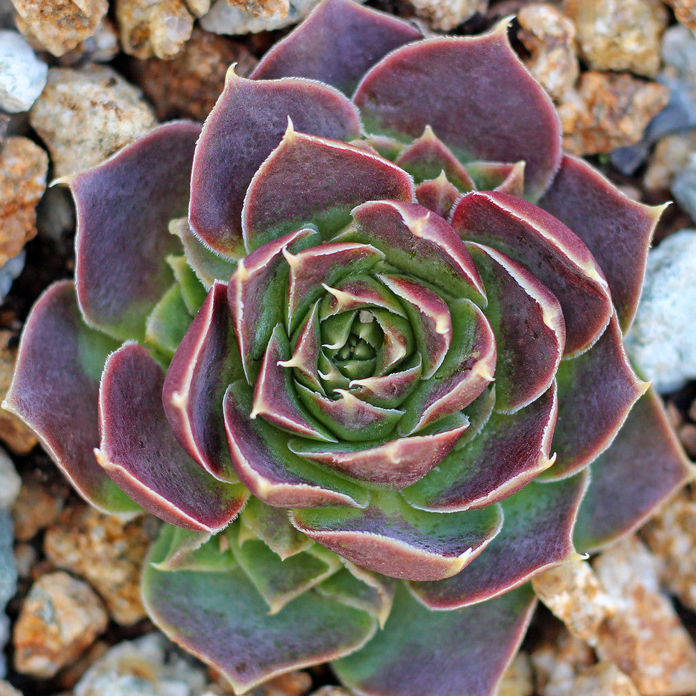 Sempervivum heuffelii 'Xanthoheuff'