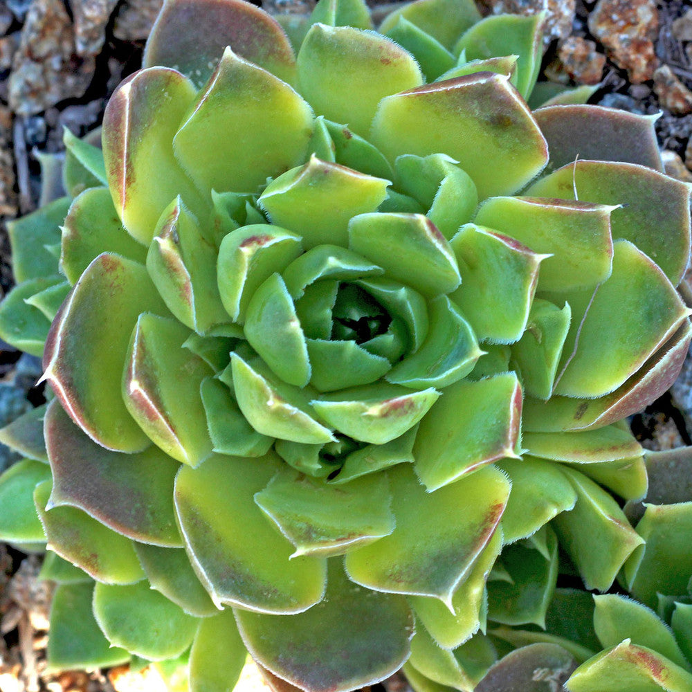Sempervivum heuffelii 'Xanthoheuff'
