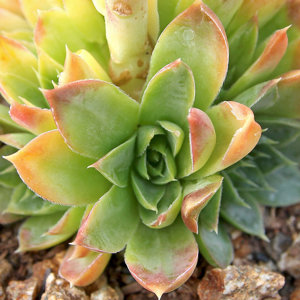 Sempervivum heuffelii 'Xanthoheuff'
