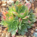 Sempervivum heuffelii 'Xanthoheuff'