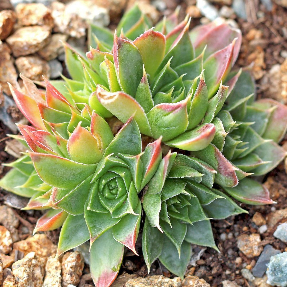 Sempervivum heuffelii 'Xanthoheuff'