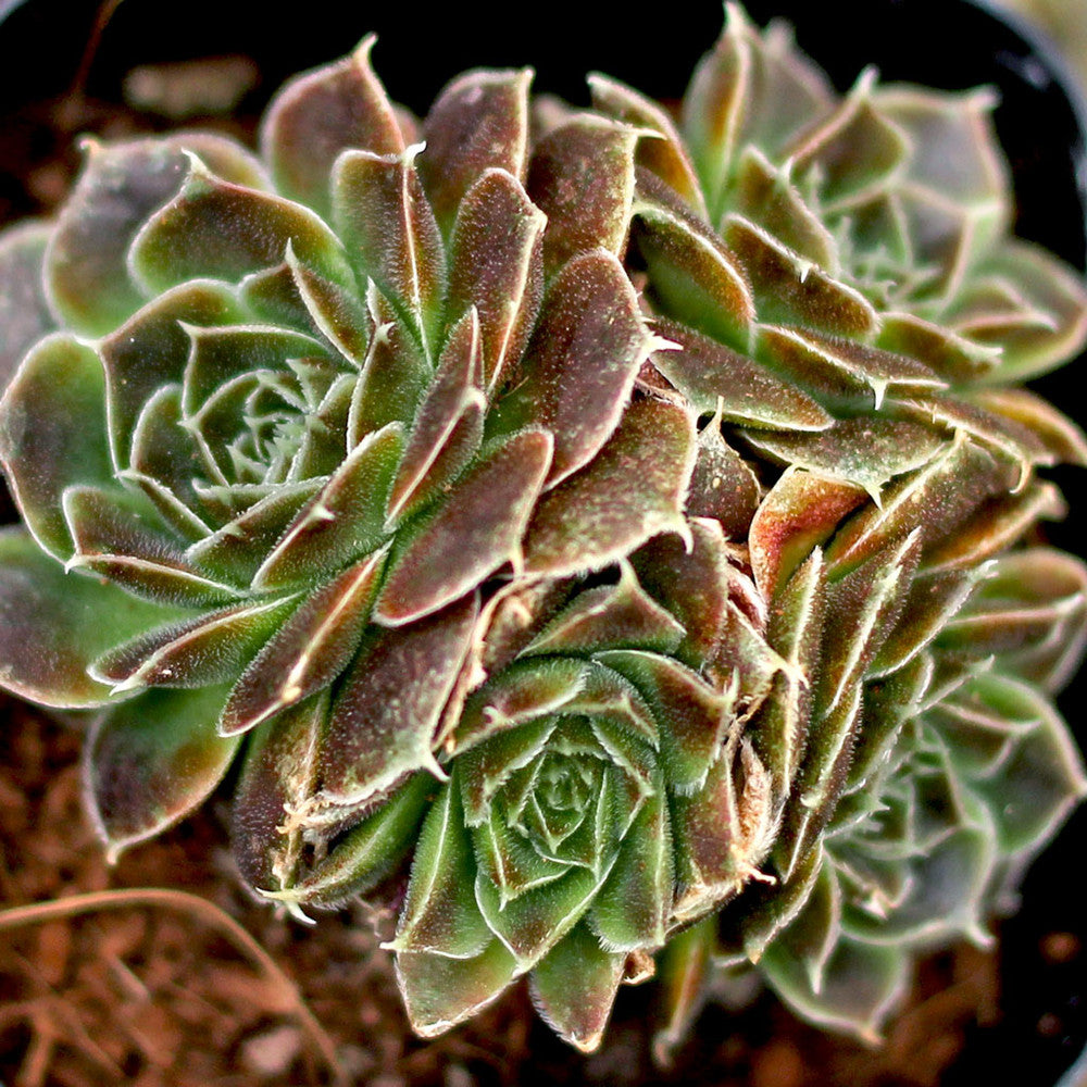 Sempervivum heuffelii 'Artemis'