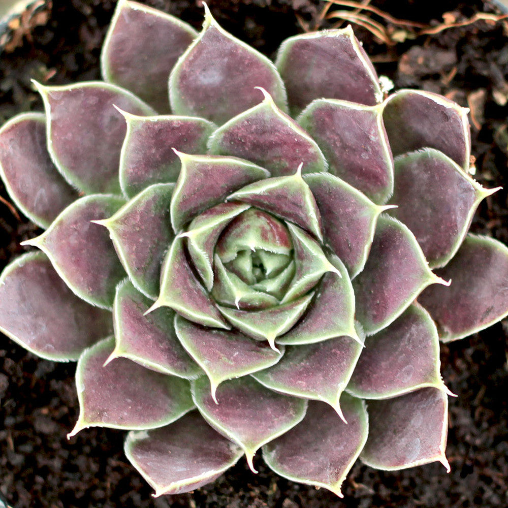 Sempervivum heuffelii 'Chocoleto' [exclusive]